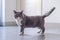 Gray British shorthair cats, indoors