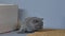 Gray British Shorthair kitten