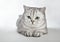 Gray British Shorthair. Portrait of British Shorthair cat lying on a gray background