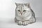 Gray British Shorthair. Portrait of British Shorthair cat lying on a gray background