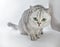 Gray British Shorthair. Portrait of British Shorthair cat lying on a gray background