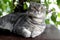 Gray British Shorthair. Portrait of British Shorthair cat lying on a green background