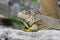 Gray and brown colored beautiful Iguana Leguan lizard with bright yellow legs