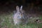 Gray and Brown Common Rabbit Front On