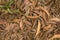 A gray brown dry leaves lie on yellow grass and some green twigs. natural surface texture