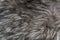 Gray Brown Faux Wolf Fur Texture Background