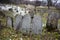 Gray and brown gravestones in an old Jewish cemetery in the Carpathian mountains. Hebrew inscriptions on tombstones. Jewish