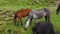 Gray and brown horses eating grass in a high mountain pasture. Green grass, yellow and purple flowers and other horses