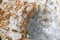 Gray and brown mold close-up. fungal diseases.Mold fungus wall surface. Mold and fungus problem