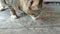 Gray-brown pattern, eating food on the old wood floor