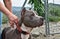 Gray-brown pit-bull in kennel with a hand holding it by the leash