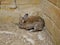 A gray-brown rabbit with long ears and a curled tail on the sand against an ochre stone wall.