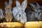 Gray and brown rabbits eating ear of corn in a cage