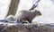 Gray and brown squirrel paused by a pile of seeds in his environment, ready to eat food, closeup detail