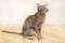 Gray-brown striped oriental cat with light yellow-green eyes sits on a beige floor.