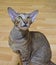 Gray-brown striped oriental cat with light yellow-green eyes sits on a beige floor.