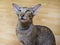 Gray-brown striped oriental cat with light yellow-green eyes sits on a beige floor.