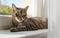 Gray brown tabby cat relaxing on window sill ledge, sun shines to himr, closeup detail