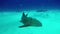 Gray Bull Shark with divers underwater on sand of Tiger Beach Bahamas.