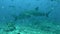 Gray bull shark and fish underwater ocean of Tonga.