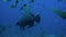 Gray bull shark and fish underwater ocean of Tonga.