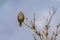 The gray-bunting Emberiza calandra