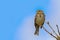 The gray-bunting Emberiza calandra