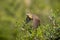 Gray bunting Emberiza cineracea is a songbird species belonging to the bunting family Emberizidae. Today, it is classified in