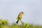 Gray bunting Emberiza cineracea is a songbird species belonging to the bunting family Emberizidae. Today, it is classified in