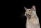 Gray Burmese Cat on isolated black background