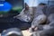 Gray burmese cat sleeping sweetly on a laptop in the office, horizontal format