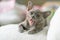 Gray burmese kitten lies on a pillow at home and laughs