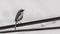 Gray Bushchat on Rubber Wire