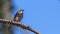 Gray Bushchat on Thorny Tree Branch