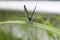 A gray butterfly caught on a leaf