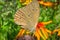 Gray butterfly on a red flower