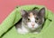 Gray calico kitten peaking out of a green blanket looking directly at viewer