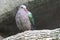 Gray capped emerald dove is perched high