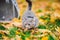 Gray cat in backpack with porthole in yellow leaves. Domestic cat looks out window of transparent backpack in fall in