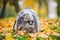 Gray cat in backpack with porthole in yellow leaves. Domestic cat looks out window of transparent backpack in fall in