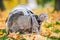 Gray cat in backpack with porthole in yellow leaves. Domestic cat looks out window of transparent backpack in fall in