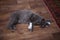 A gray cat with a bandaged paw and a veterinary collar. Lying on the floor. Sore paw