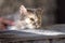 A gray cat on a bed with a man& x27;s hand on a gray background. The owner gently strokes the cat& x27;s fur. Selective Focus