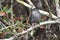 Gray Cat bird in the Okefenokee Swamp National Wildlife Refuge, Georgia USA