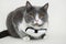 Gray Cat with Black and White Bow Collar White Background Pets