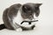 Gray Cat with Black and White Bow Collar White Background Pets