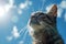 Gray cat on a blue background in sunlight. cat in the sky. beautiful kitten