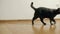 Gray cat, breeds Russian blue slowly walks on a brown floor from laminated parquet in an empty room