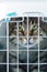 Gray cat in a cage for transportation. Carrying for animals. Relocation and animal transportation concept