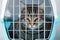 Gray cat in a cage for transportation. Carrying for animals. Relocation and animal transportation concept